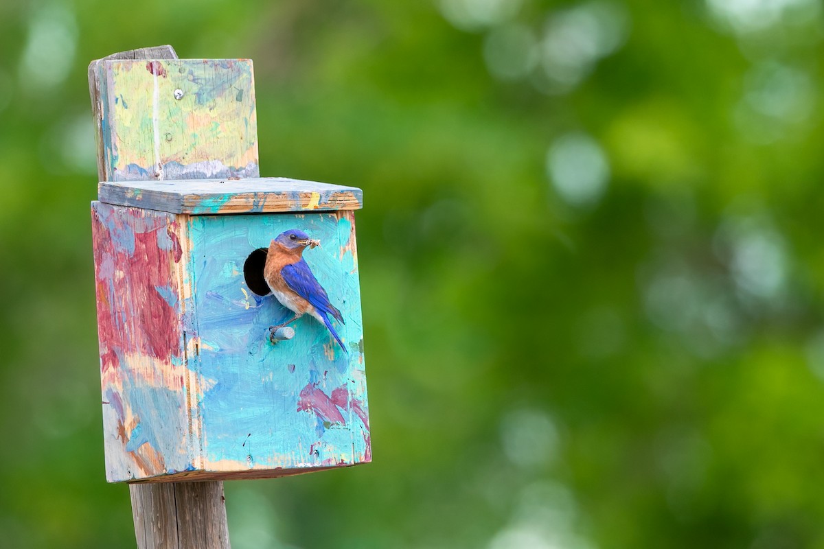 Eastern Bluebird - ML611206898