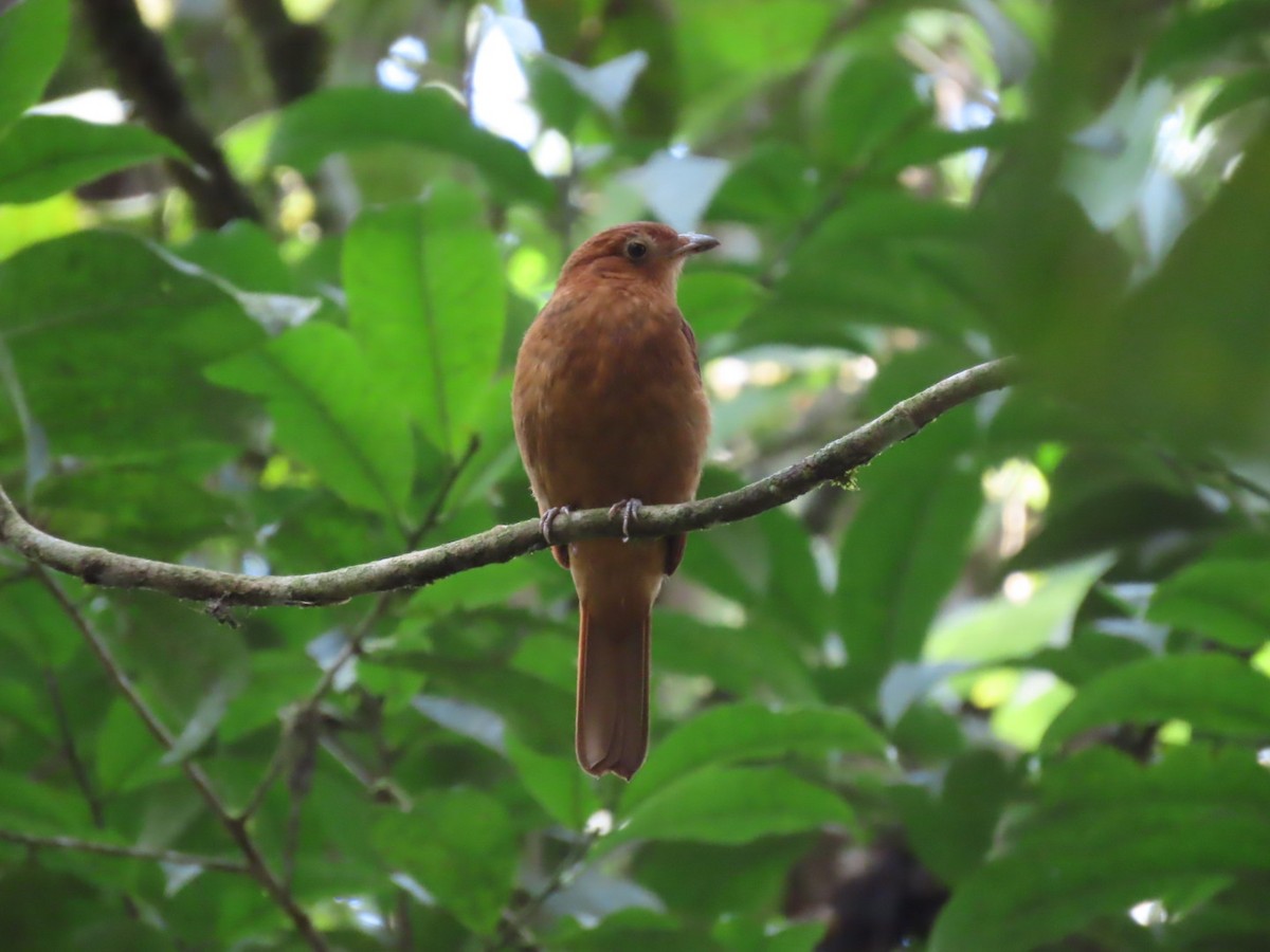 Rufous Piha - ML611206909