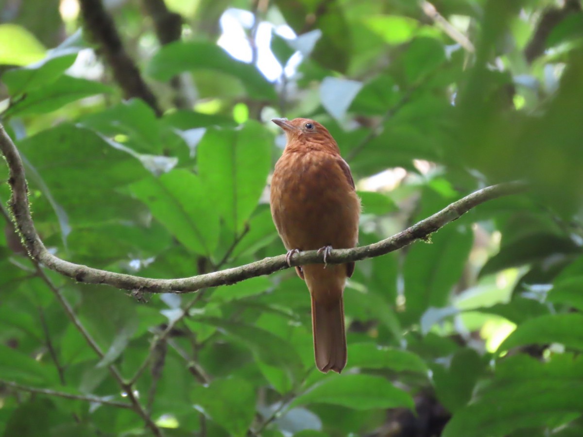 Rufous Piha - ML611206927