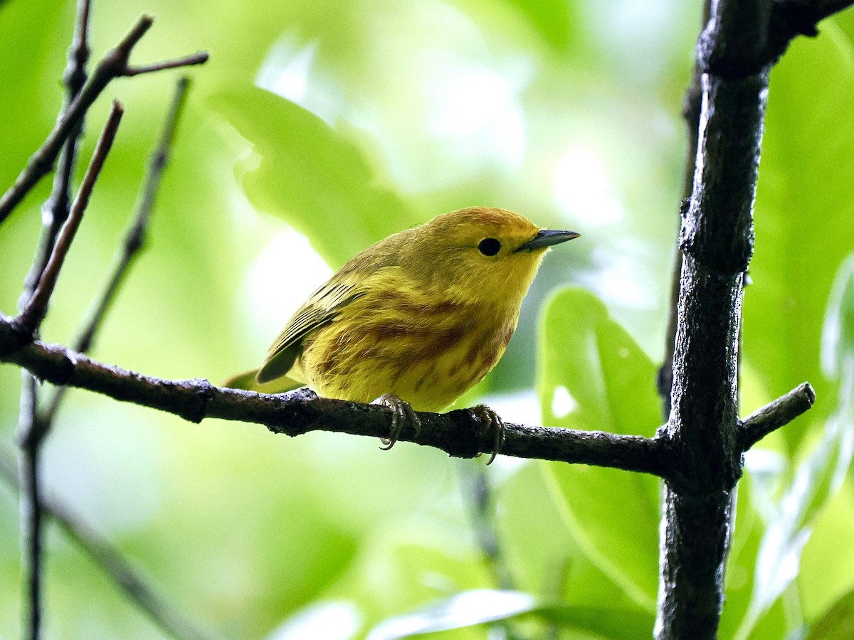 Yellow Warbler (Golden) - Gabriel Willow