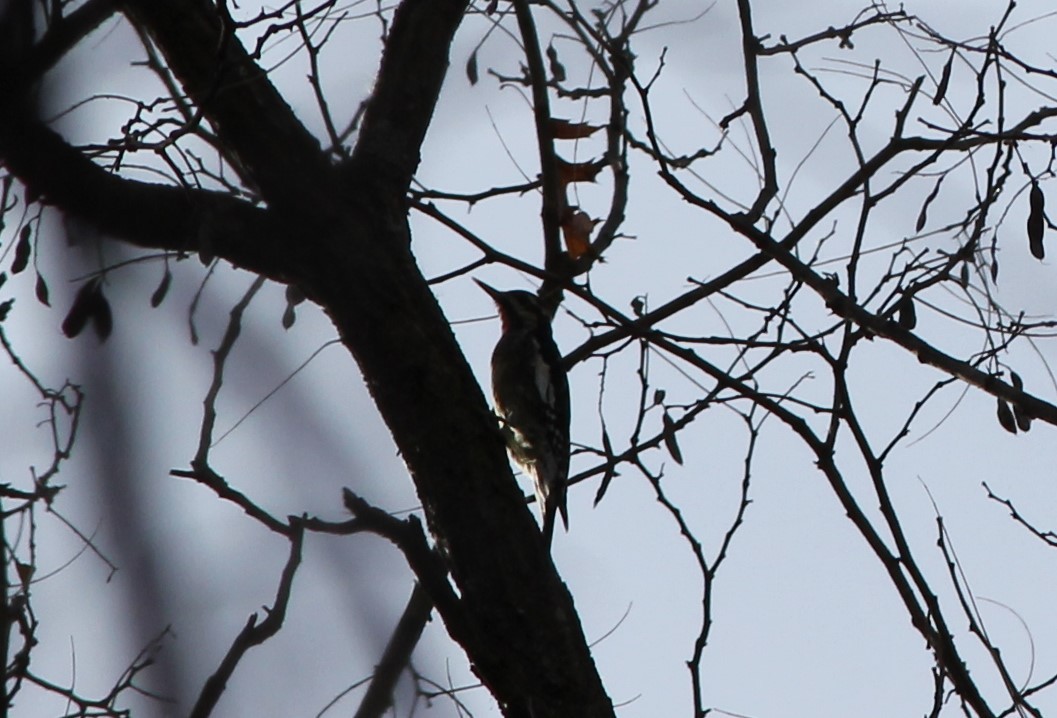 Yellow-bellied Sapsucker - ML611207067