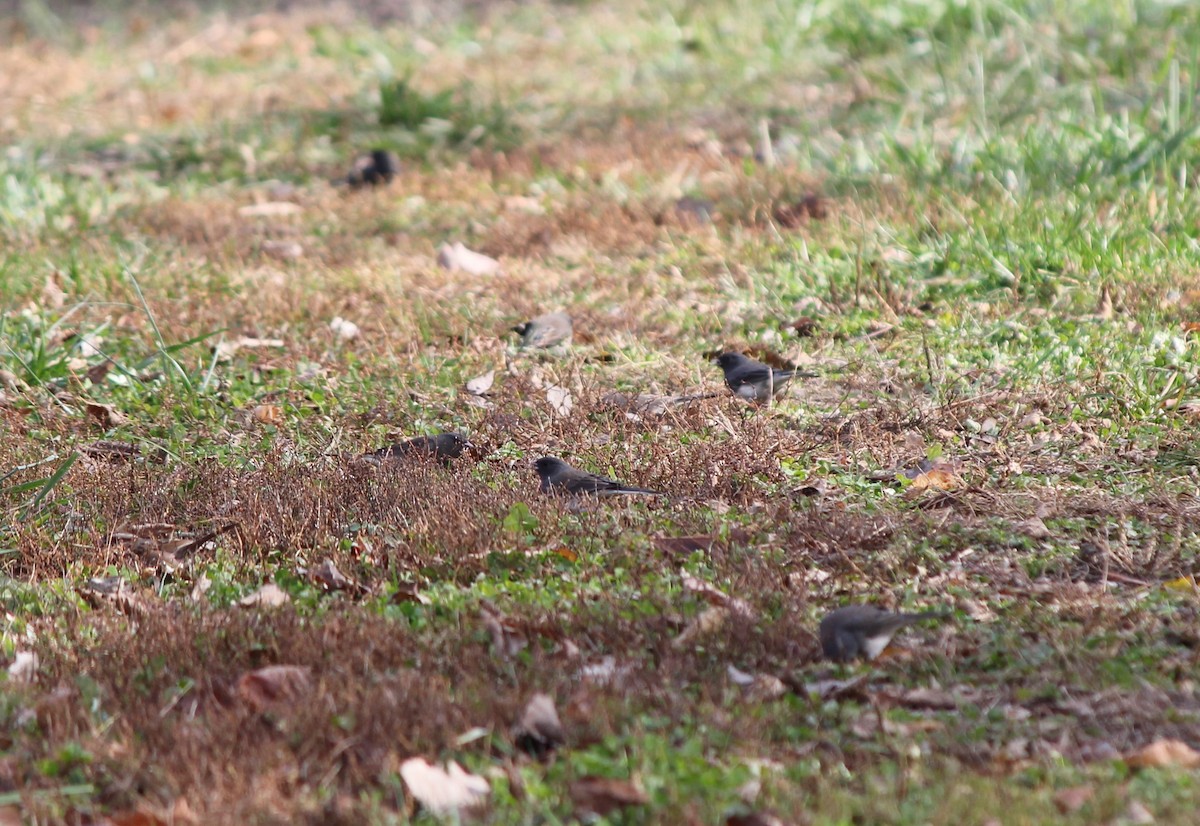 Dark-eyed Junco - ML611207125