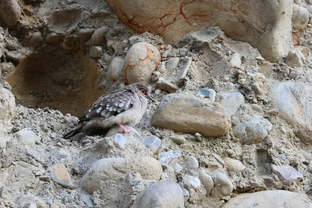 Bare-faced Ground Dove - ML611207127