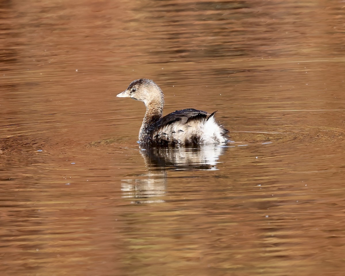 Pied-billed Grebe - ML611207140