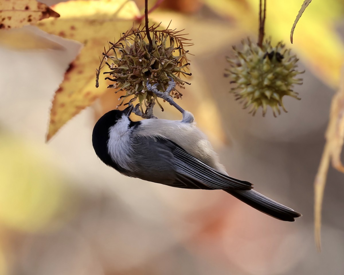 Carolina Chickadee - ML611207155