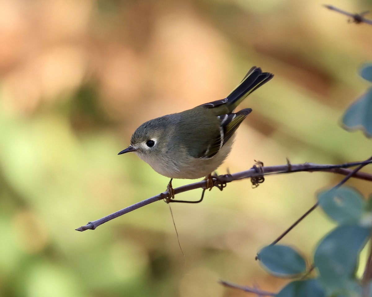 Ruby-crowned Kinglet - ML611207157