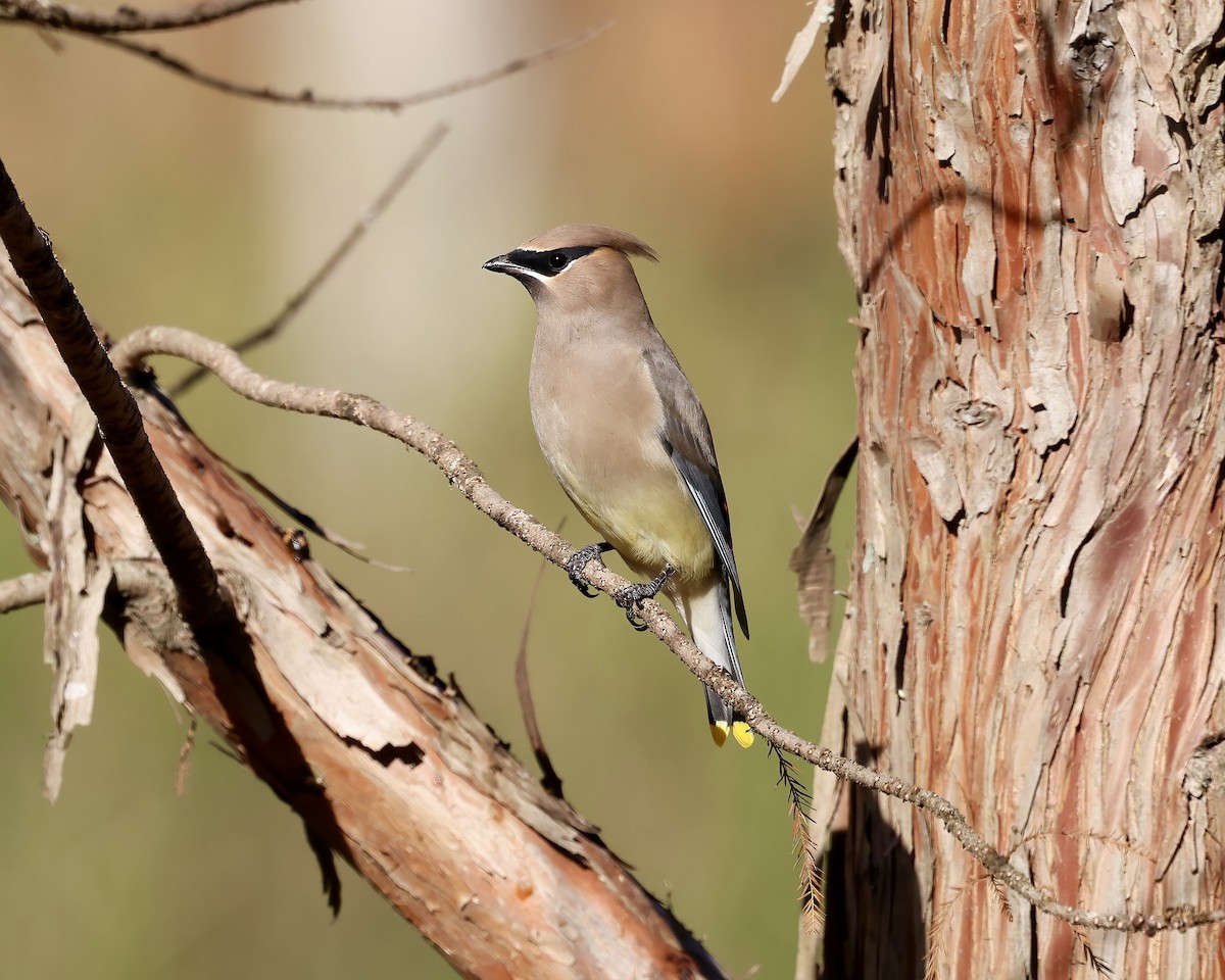 Cedar Waxwing - ML611207170