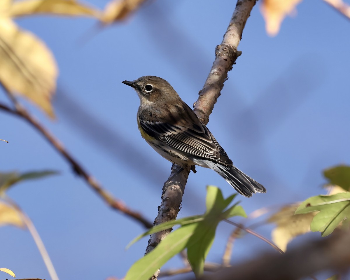 Yellow-rumped Warbler - ML611207184