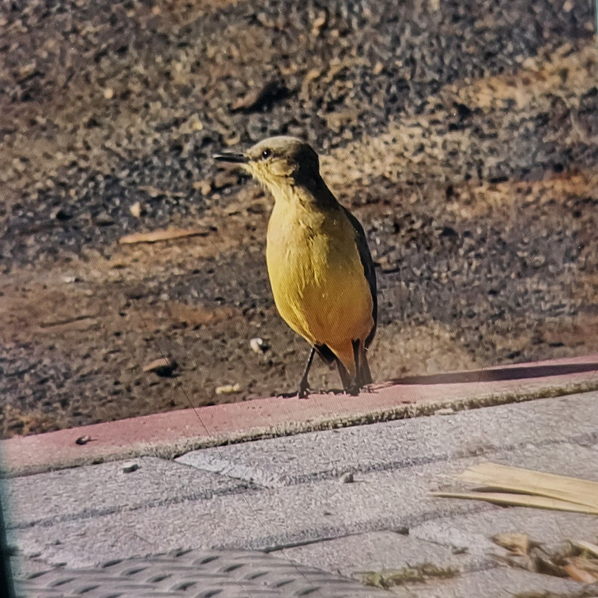 Cattle Tyrant - ML611207239