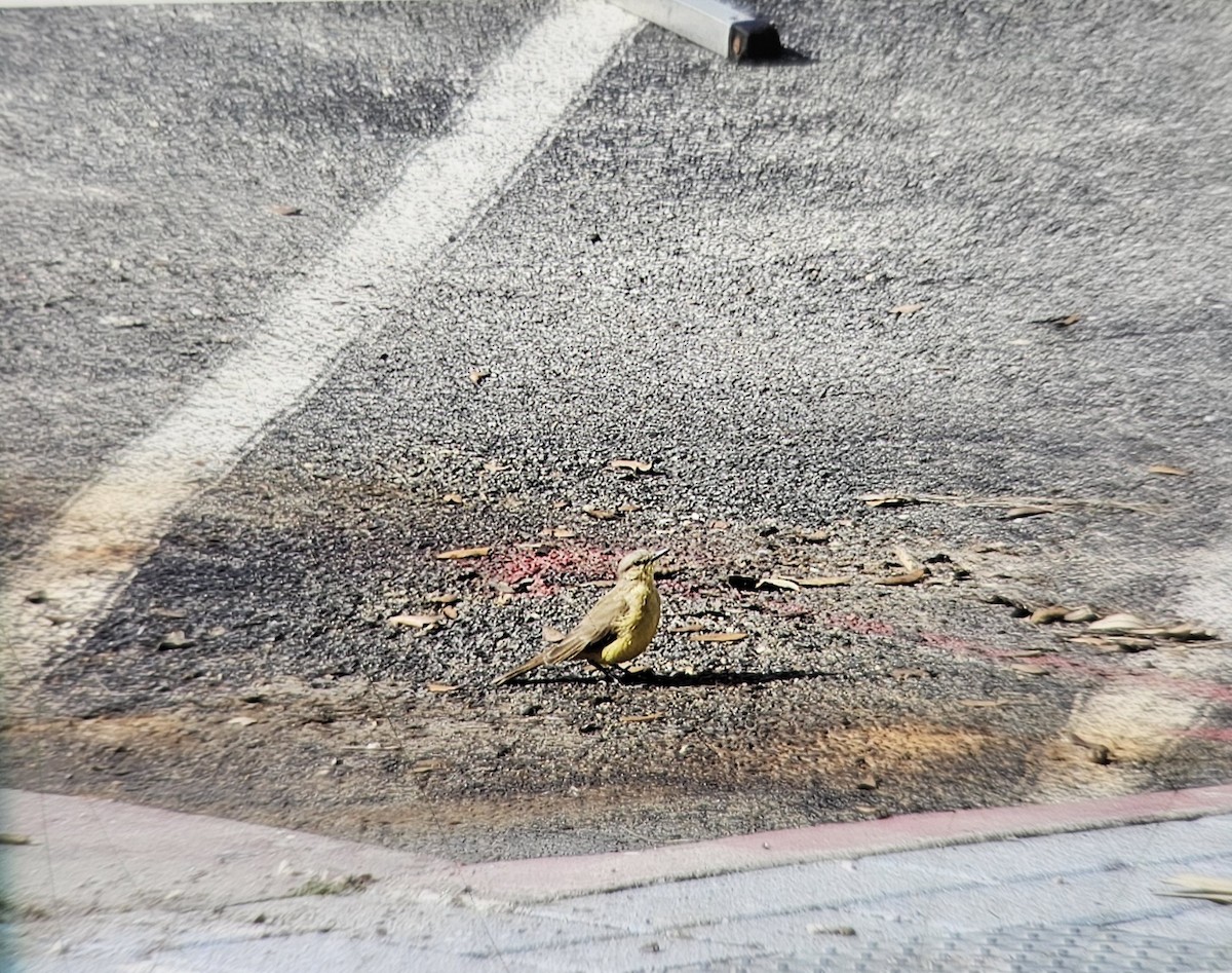 Cattle Tyrant - ML611207277