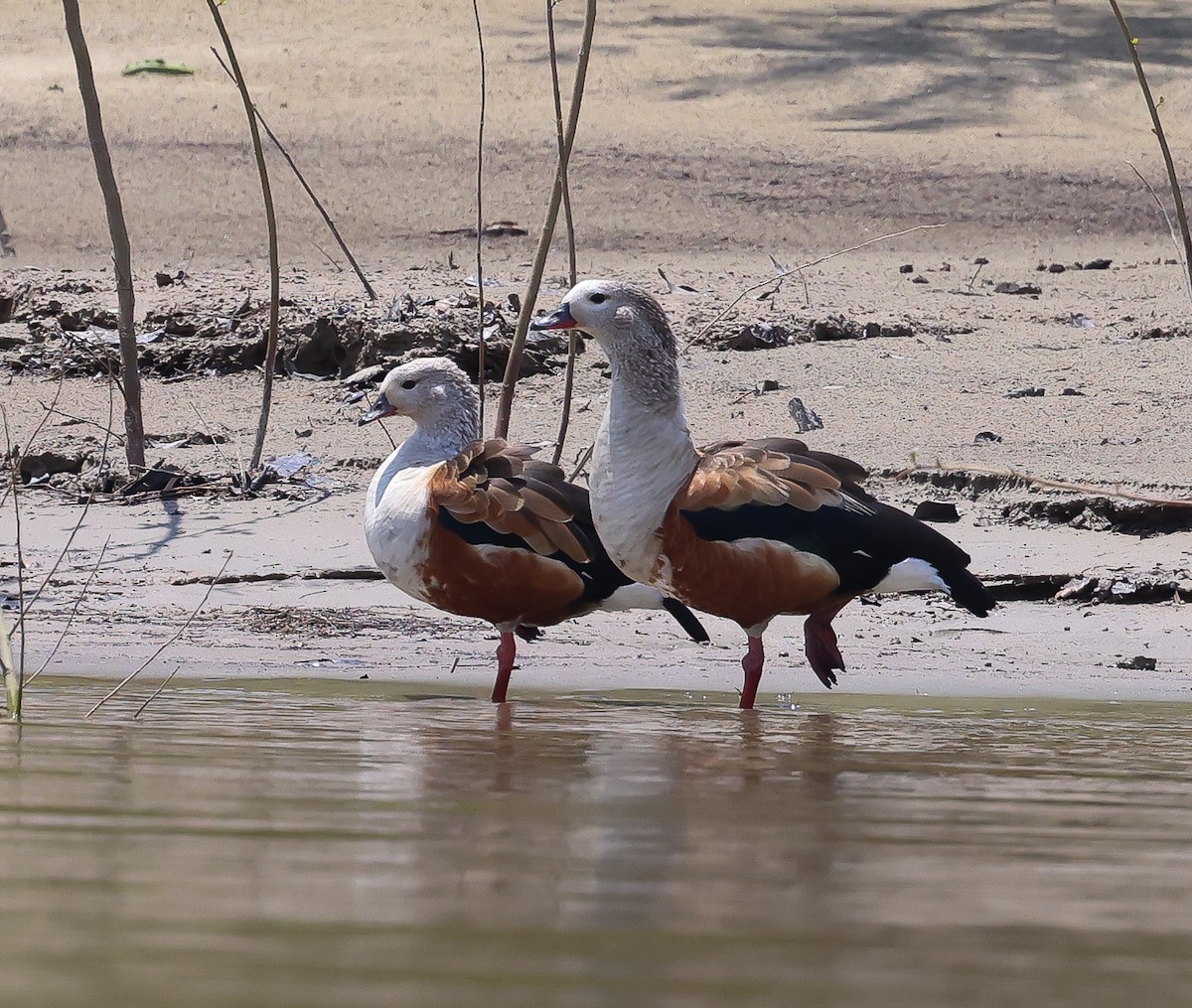 Orinoco Goose - ML611207389
