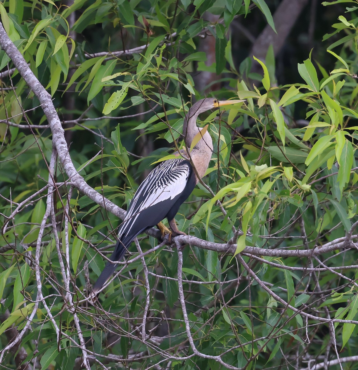 Anhinga - ML611207394
