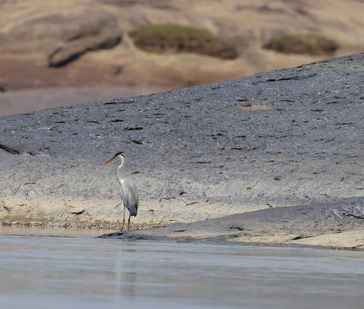 Cocoi Heron - ML611207396
