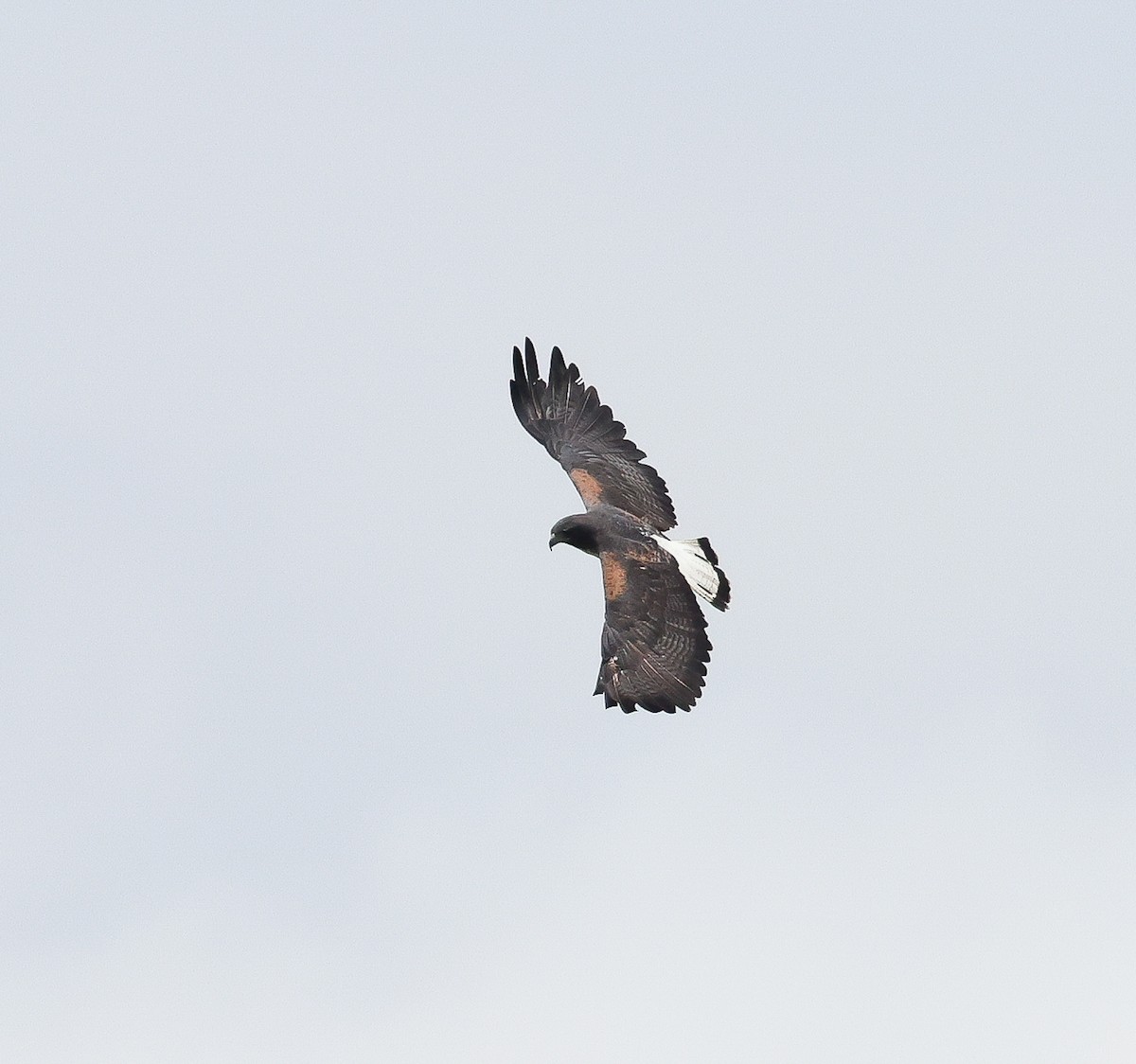 White-tailed Hawk - ML611207399