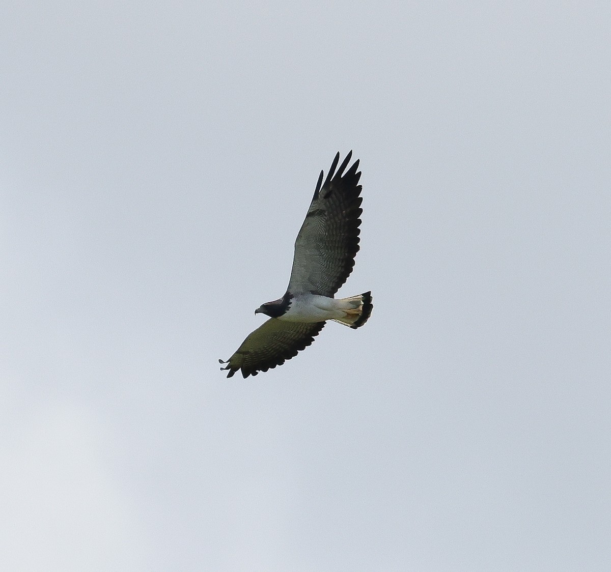 White-tailed Hawk - ML611207400