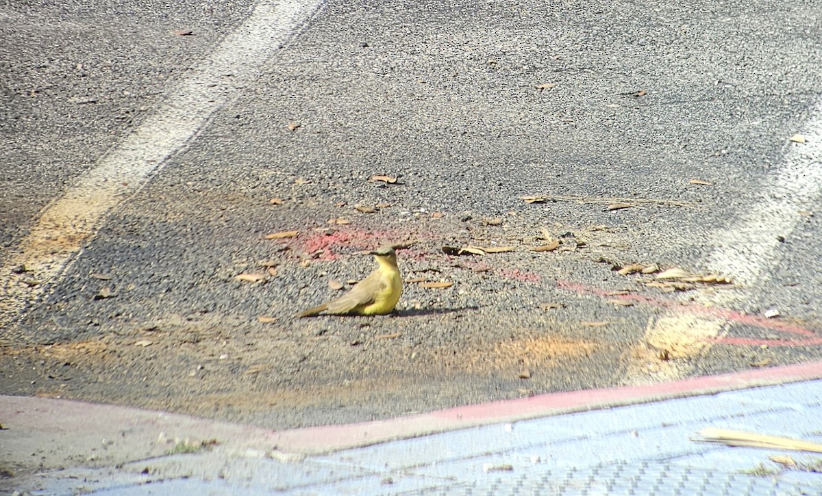 Cattle Tyrant - ML611207402