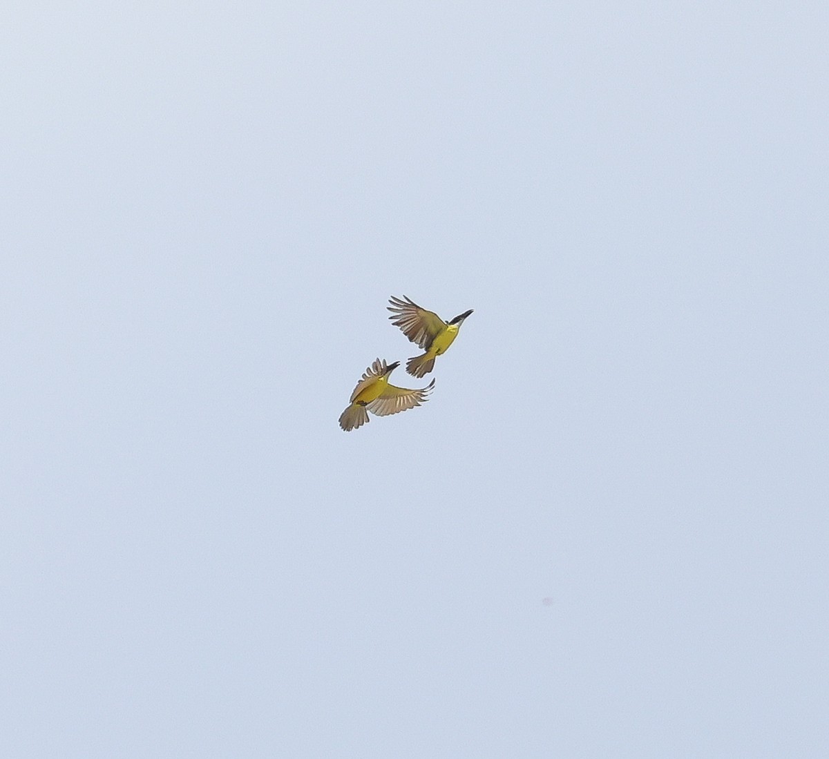 Boat-billed Flycatcher - ML611207403