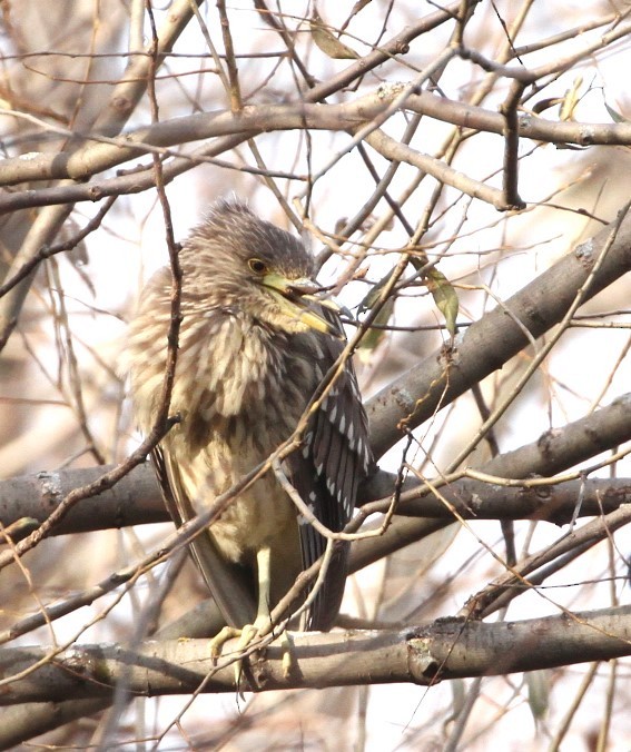 Black-crowned Night Heron - ML611207406