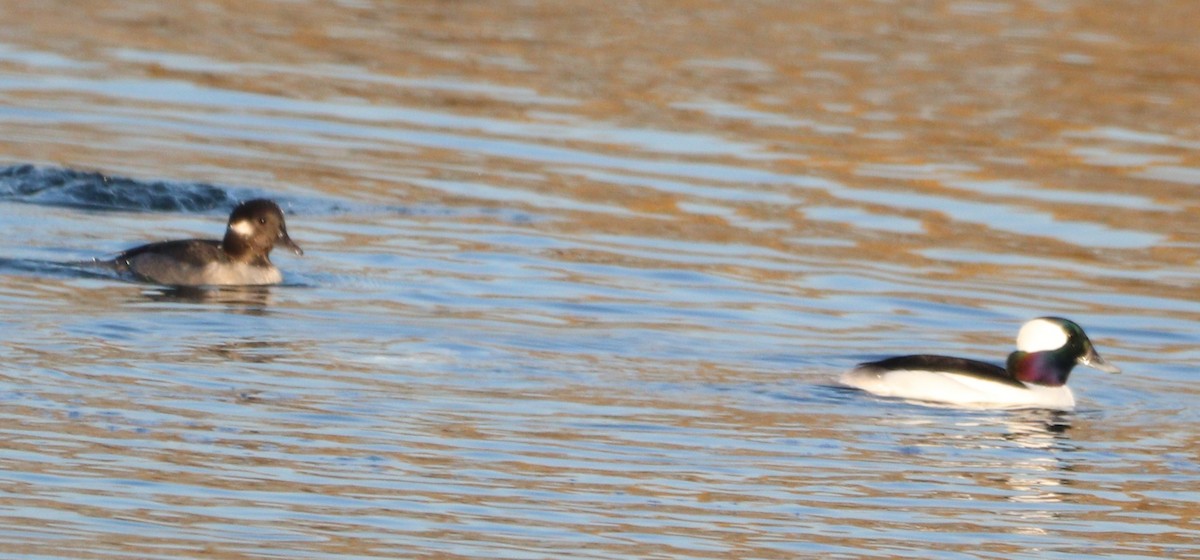 Bufflehead - ML611207424