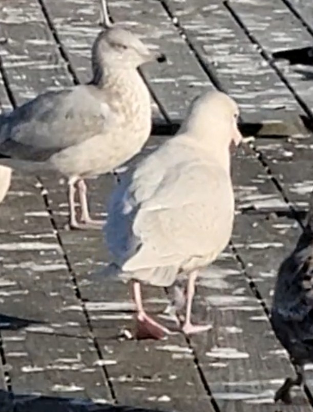 Glaucous Gull - ML611207427