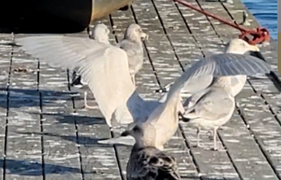 Glaucous Gull - ML611207428