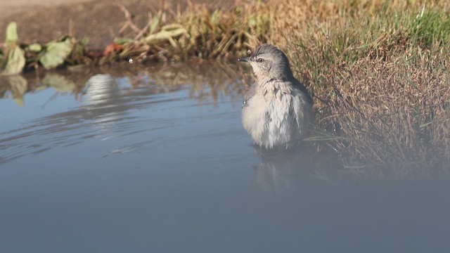 Northern Mockingbird - ML611207507