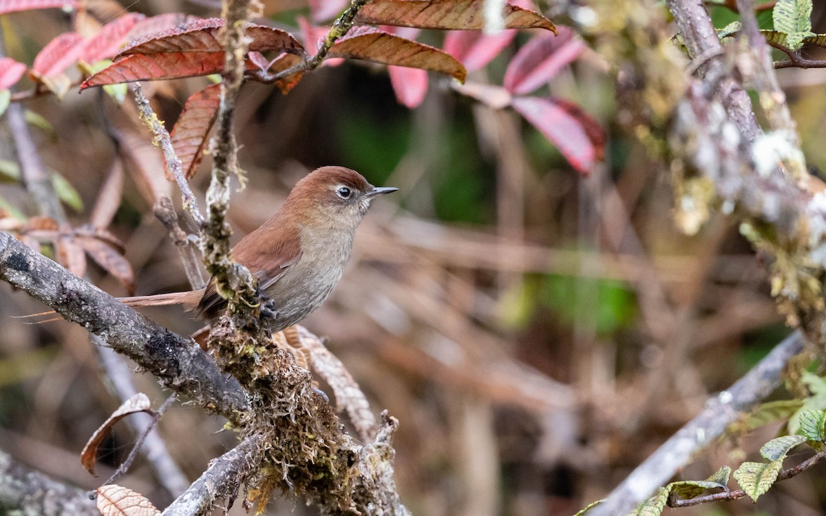 White-chinned Thistletail - ML611207558