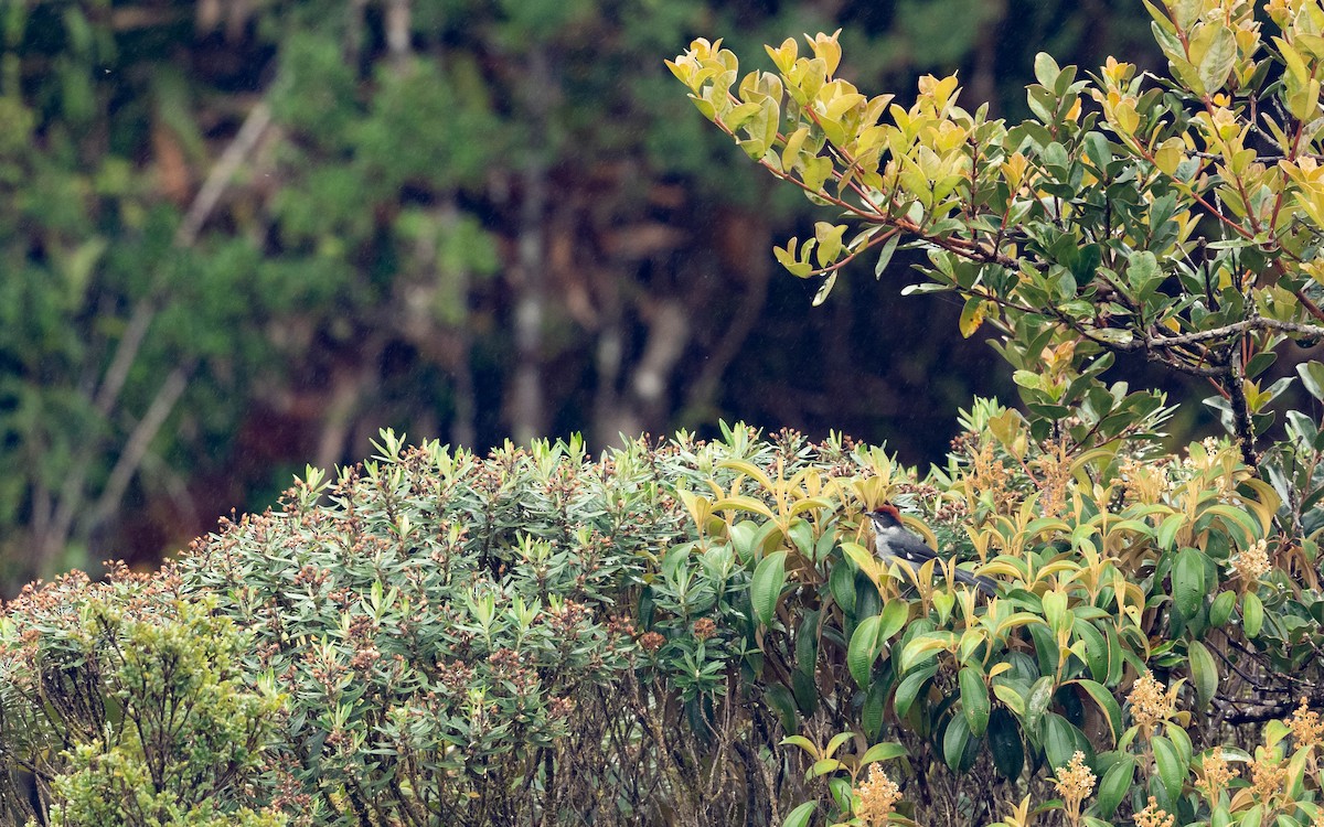 Slaty Brushfinch - ML611207575