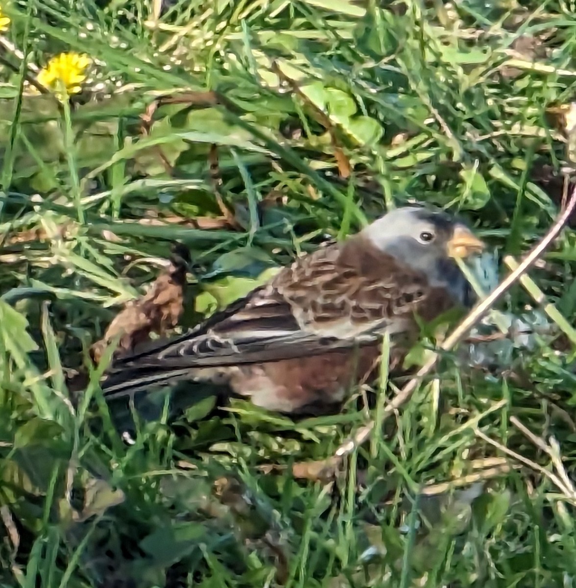 Gray-crowned Rosy-Finch - ML611207649