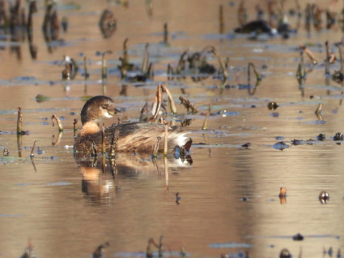 Pied-billed Grebe - ML611207696