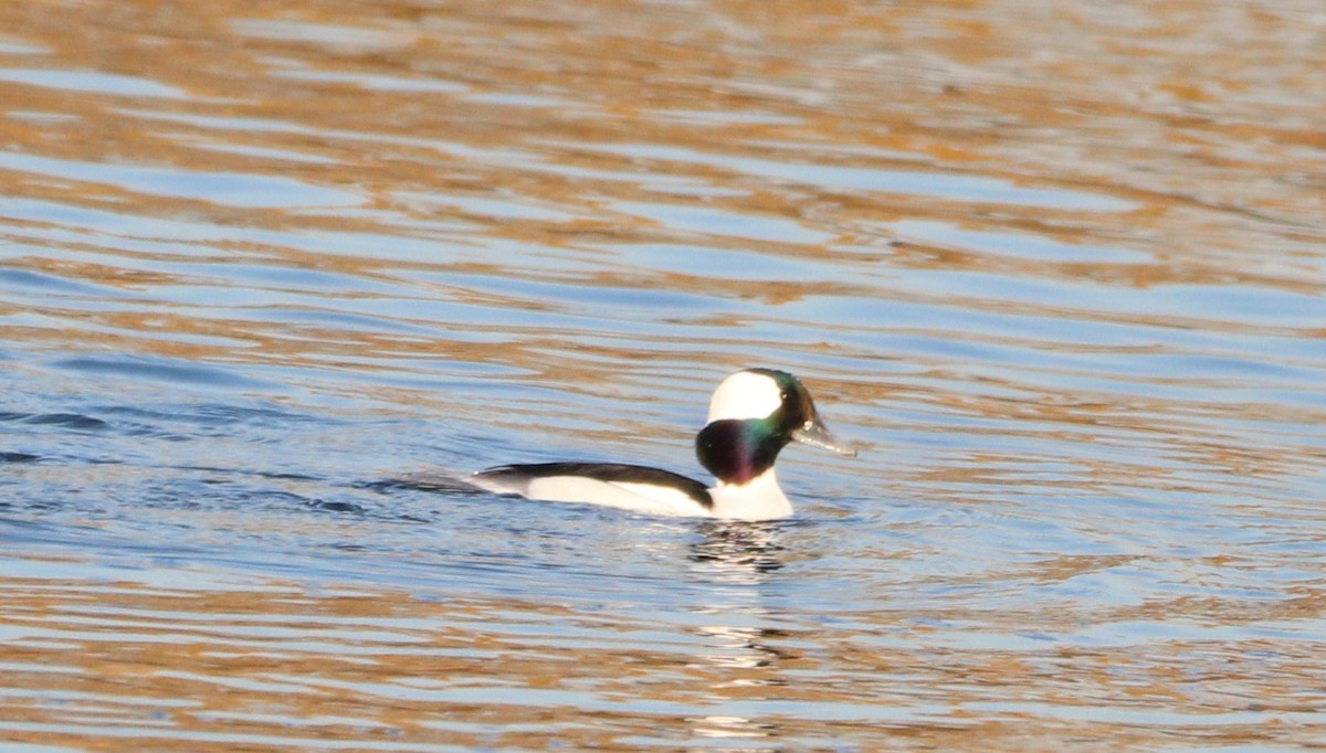 Bufflehead - ML611207748