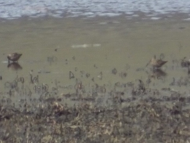 Long-billed Dowitcher - ML611207756