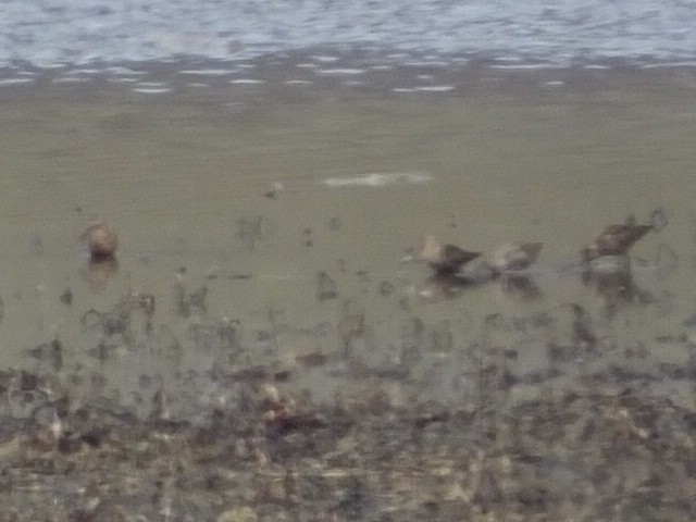 Long-billed Dowitcher - ML611207759