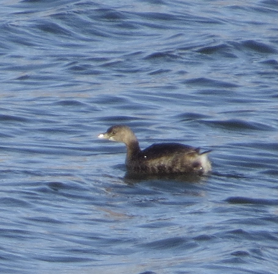 Pied-billed Grebe - ML611207778