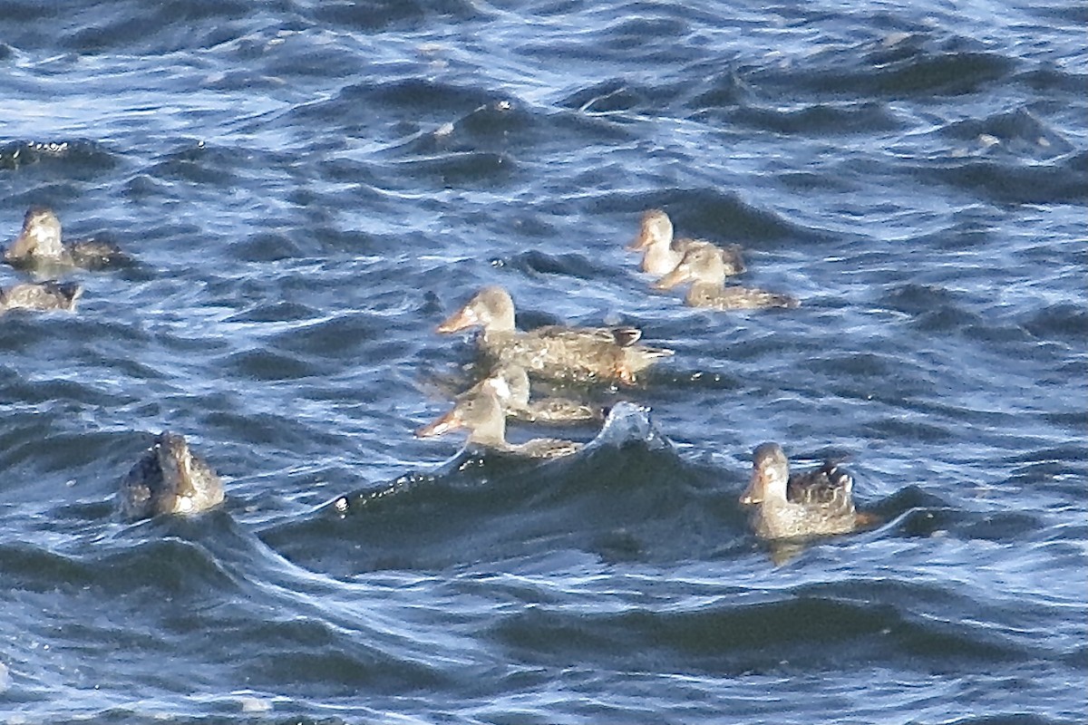 Northern Shoveler - ML611207837