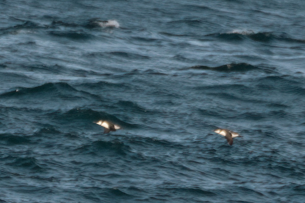 Common Murre - Richard Stern