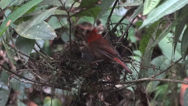 Crested Ant-Tanager - ML611207885