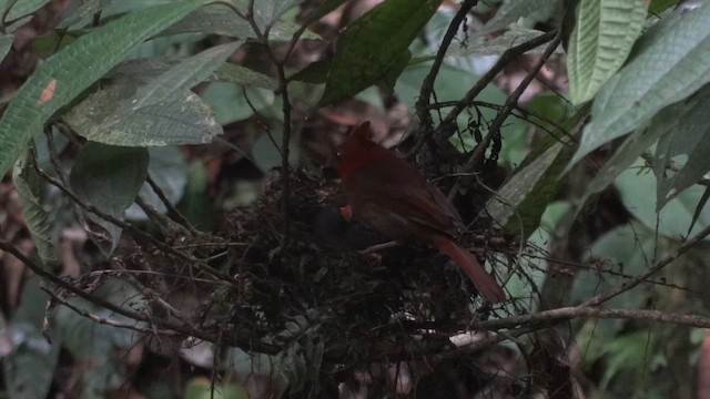 Crested Ant-Tanager - ML611207891