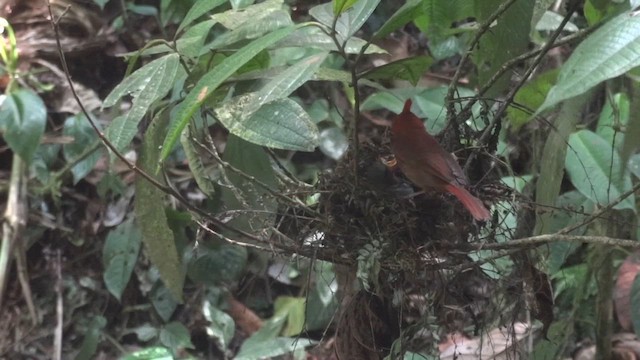 Crested Ant-Tanager - ML611207894