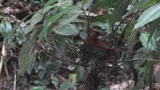 Crested Ant-Tanager - ML611207906