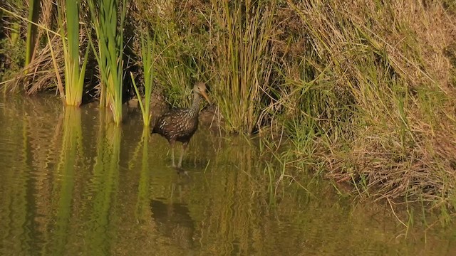 Limpkin - ML611207942