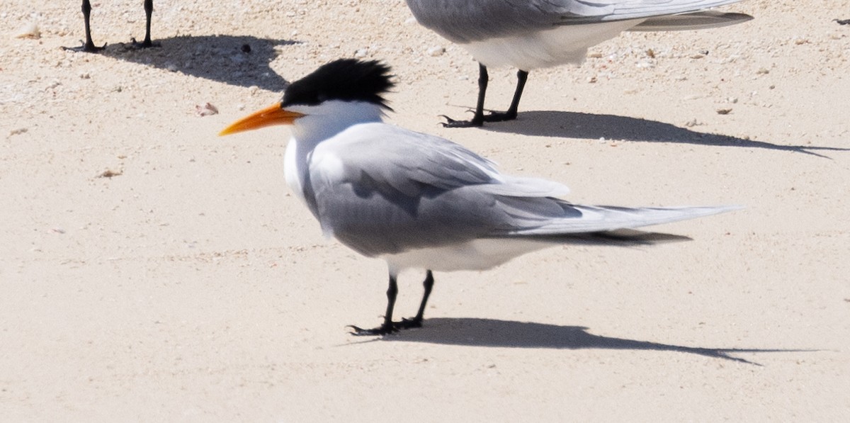 Lesser Crested Tern - David Barton