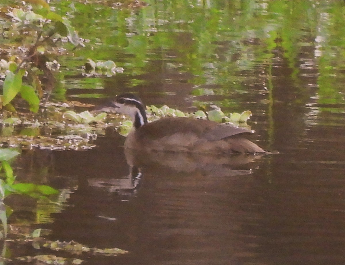 Sungrebe - ML611208021