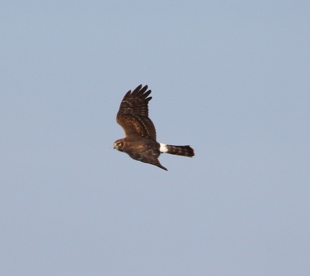 Aguilucho de Hudson - ML611208027