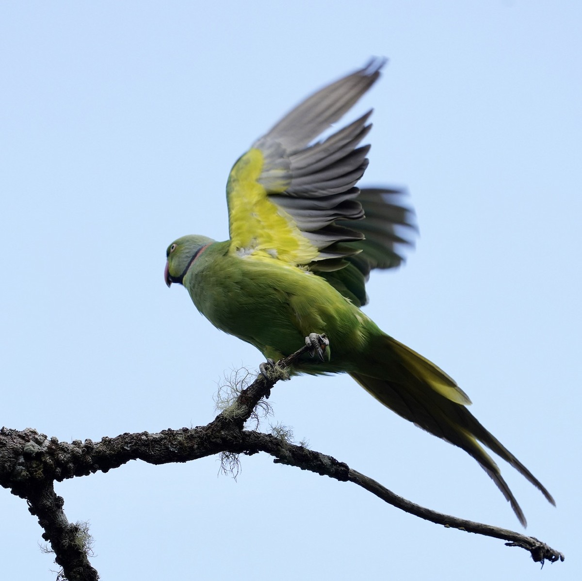 Morityus Yeşil Papağanı - ML611208033