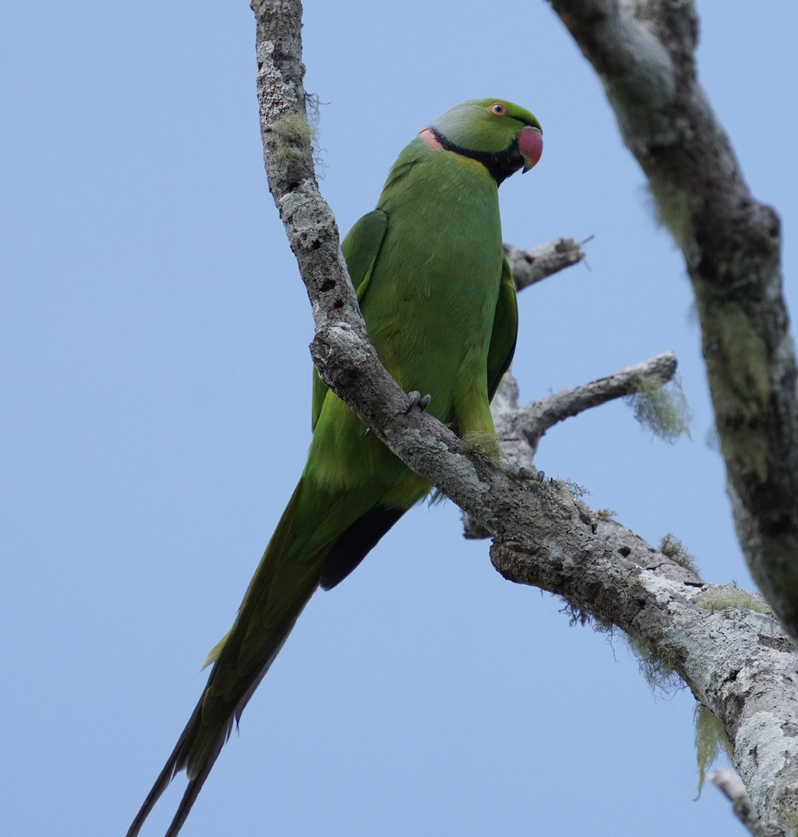 Morityus Yeşil Papağanı - ML611208034