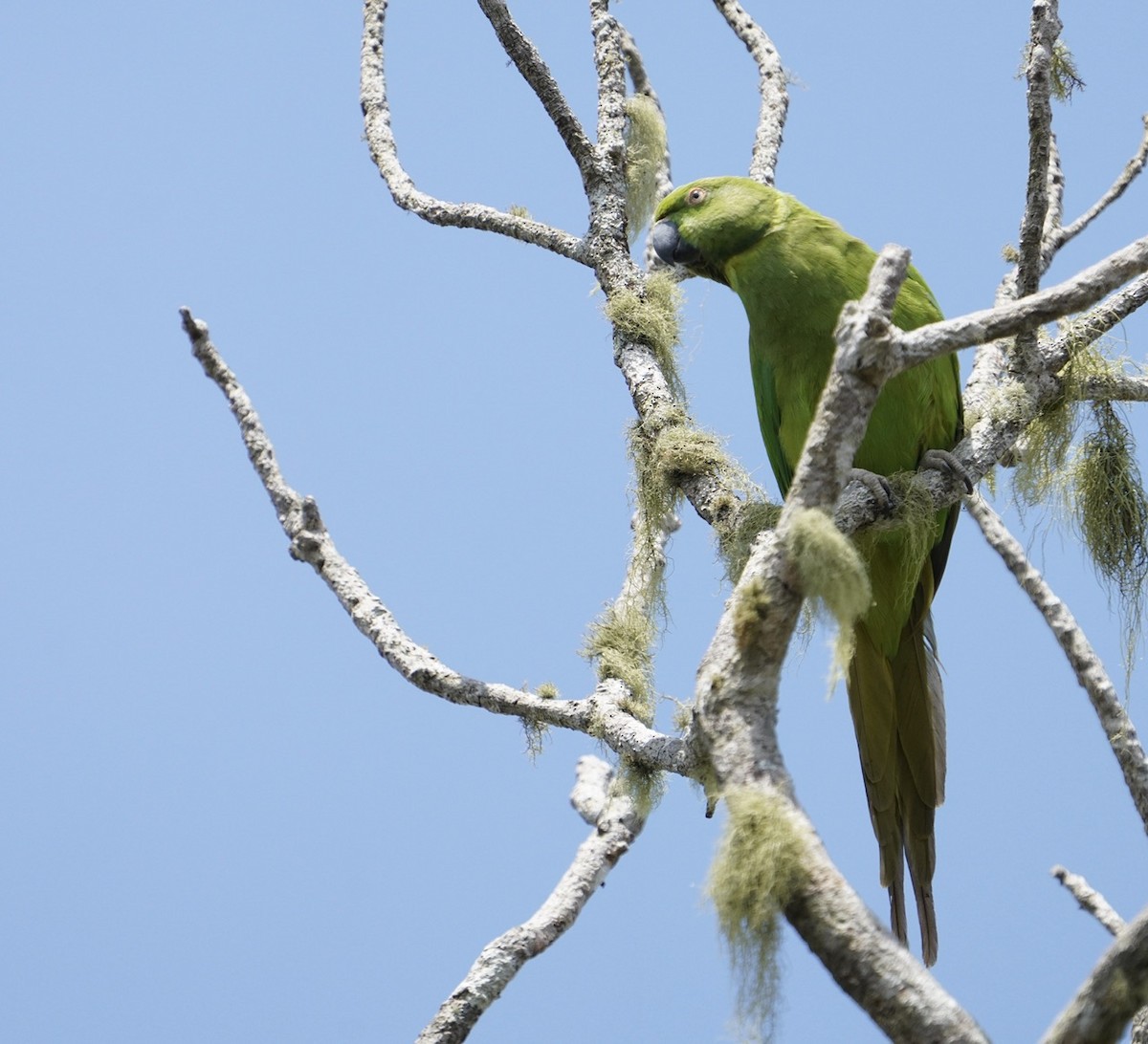 Morityus Yeşil Papağanı - ML611208036