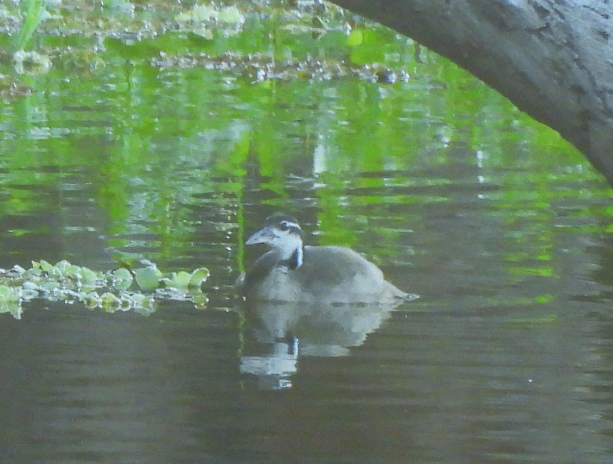 Sungrebe - ML611208049