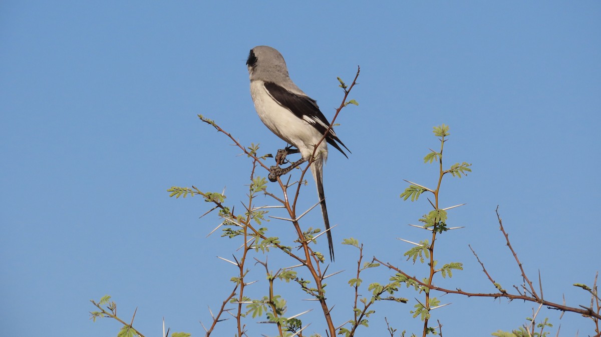 Great Gray Shrike - ML611208110