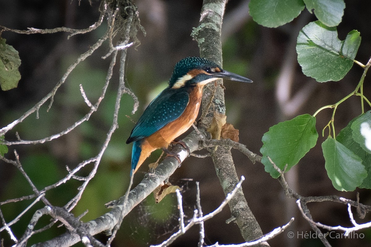 Common Kingfisher - Hélder Carrilho